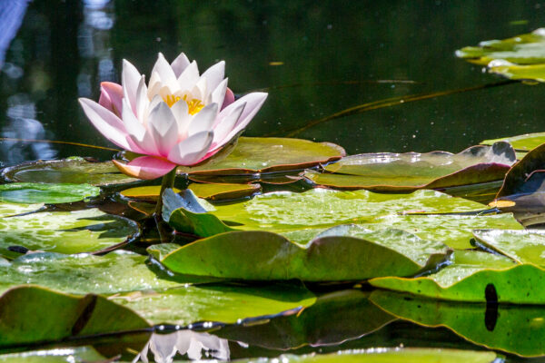 Figs & Lotus flowers