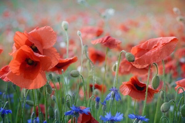 Poppy Blossom Type